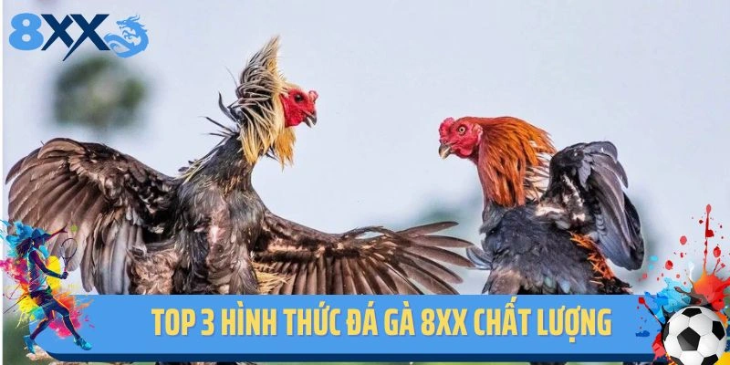Top 3 hình thức đá gà 8xx chất lượng
