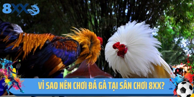 Vì sao nên chơi đá gà tại sân chơi 8xx?