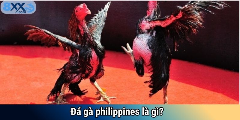 Đá gà philippines là gì?