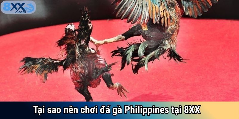 Tại sao nên chơi đá gà Philippines tại 8XX